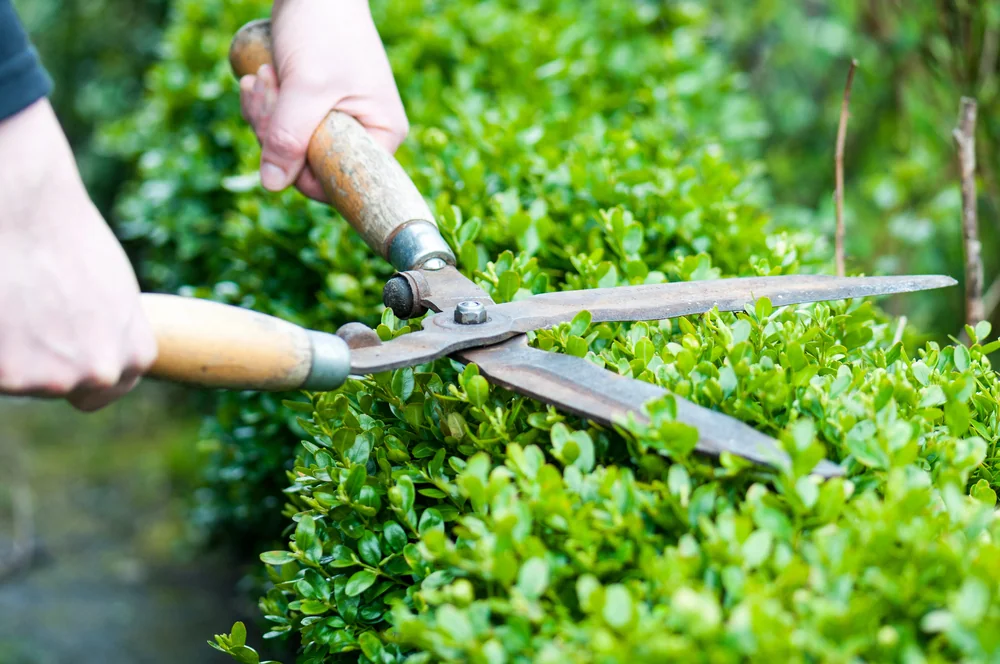 Trim Hedges