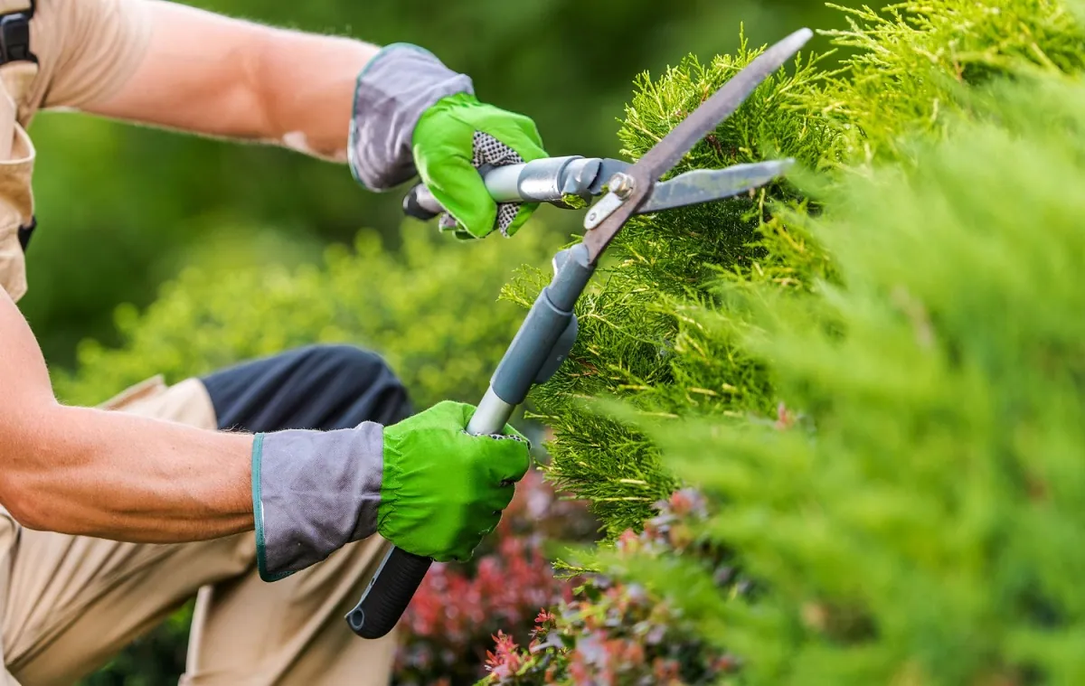 Landscaping Services in Washington